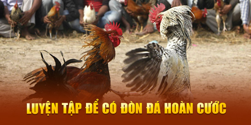 Luyện tập để có đòn đá hoàn cước